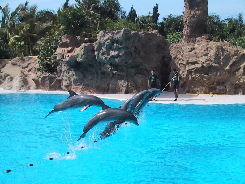 Dolphins Loro Parque2.JPG